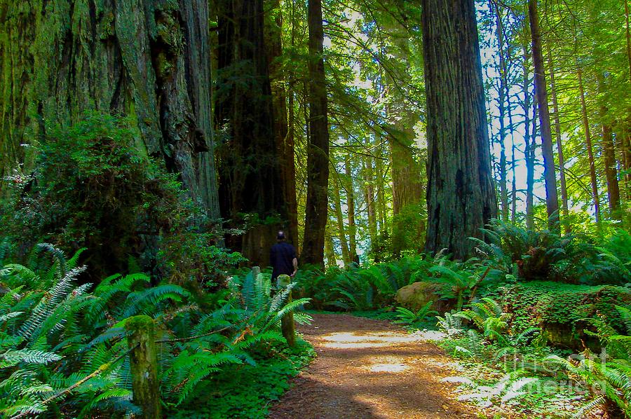 Redwoods National Forest Park Digital Art by Tammy Keyes