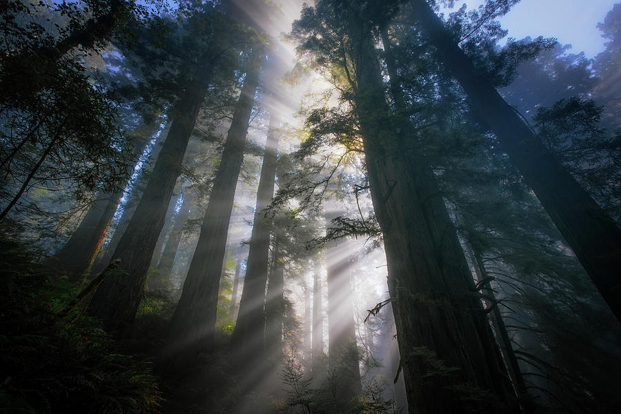 Redwoods Power Photograph by Vincent James