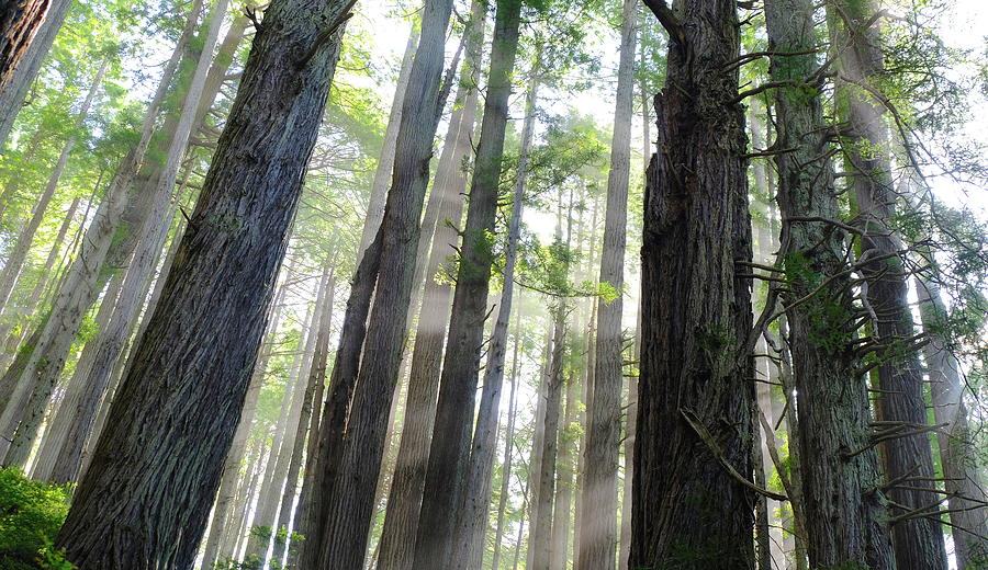 Redwoods Revelation Photograph by Jessica Myscofski