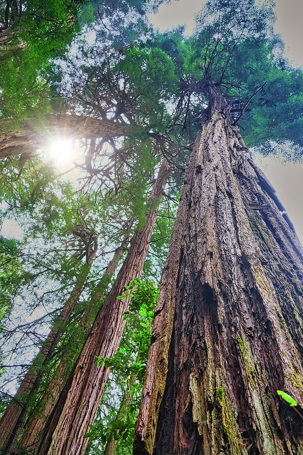Redwoods Rising to Sky Photograph by Darryl Brooks