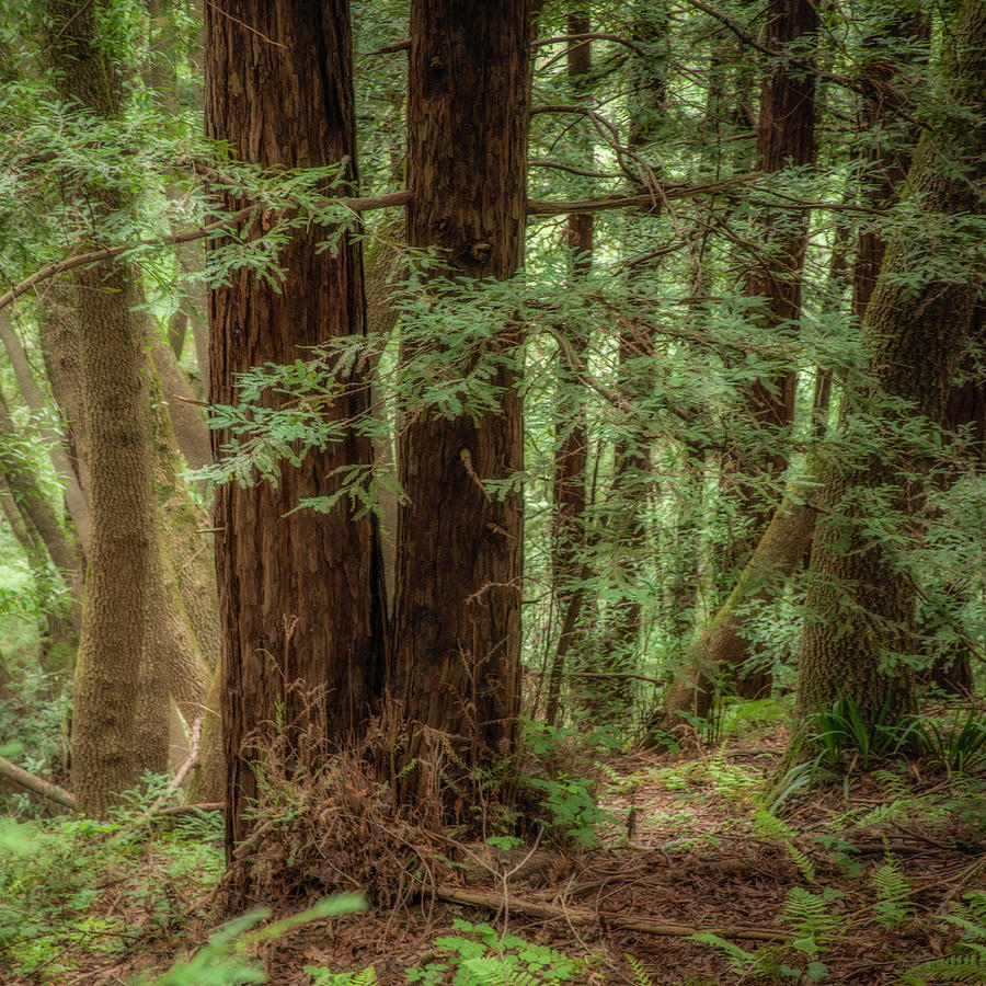Redwoods, Roys Redwoods Photograph by Donald Kinney
