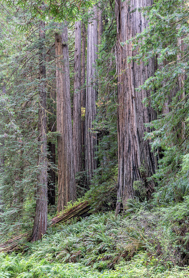 Redwoods Photograph by Rudy Wilms