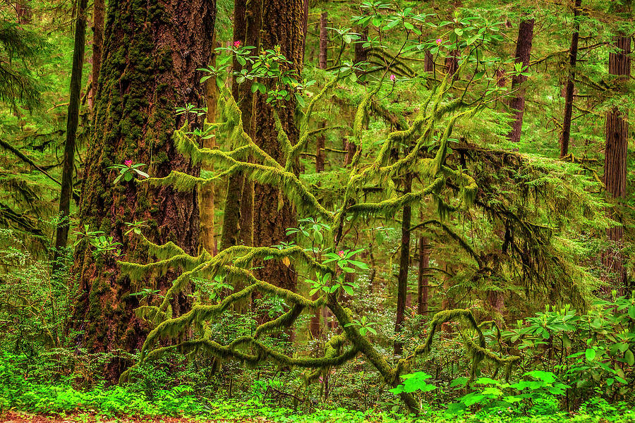 Redwoods Springtime Photograph by Andrew Soundarajan