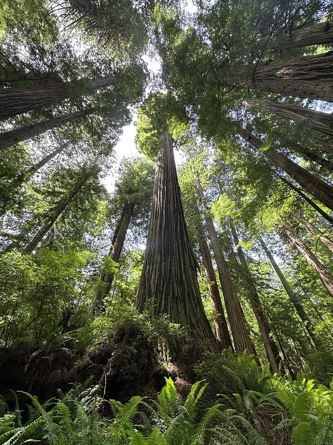 Redwoods Surround Photograph by Daniele Smith