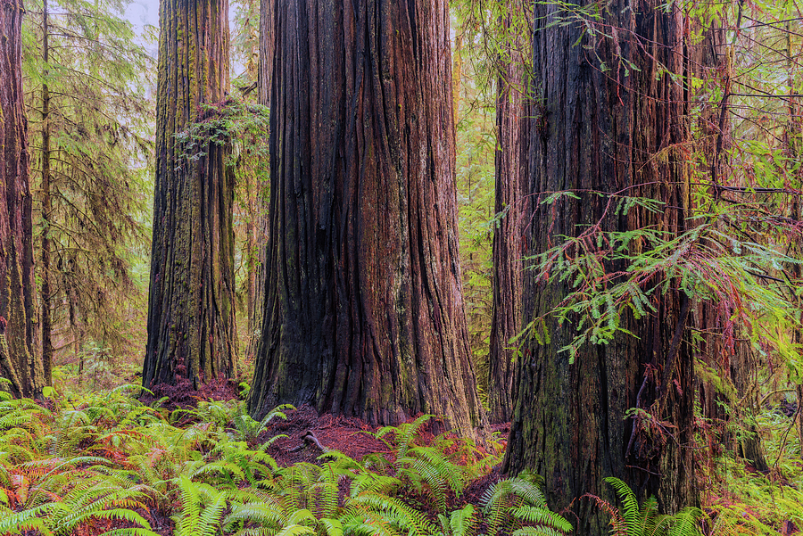 Redwoods Three Photograph by Loree Johnson
