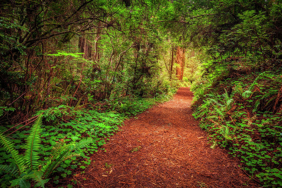 Redwoods Trail Photograph by Andrew Soundarajan