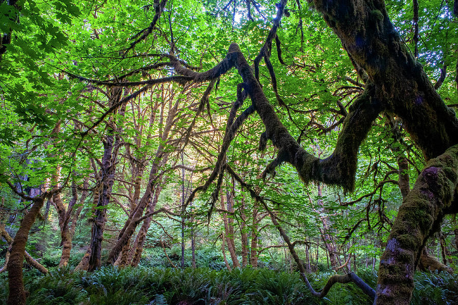 Redwoods Undergrowth Photograph by Doug Davidson