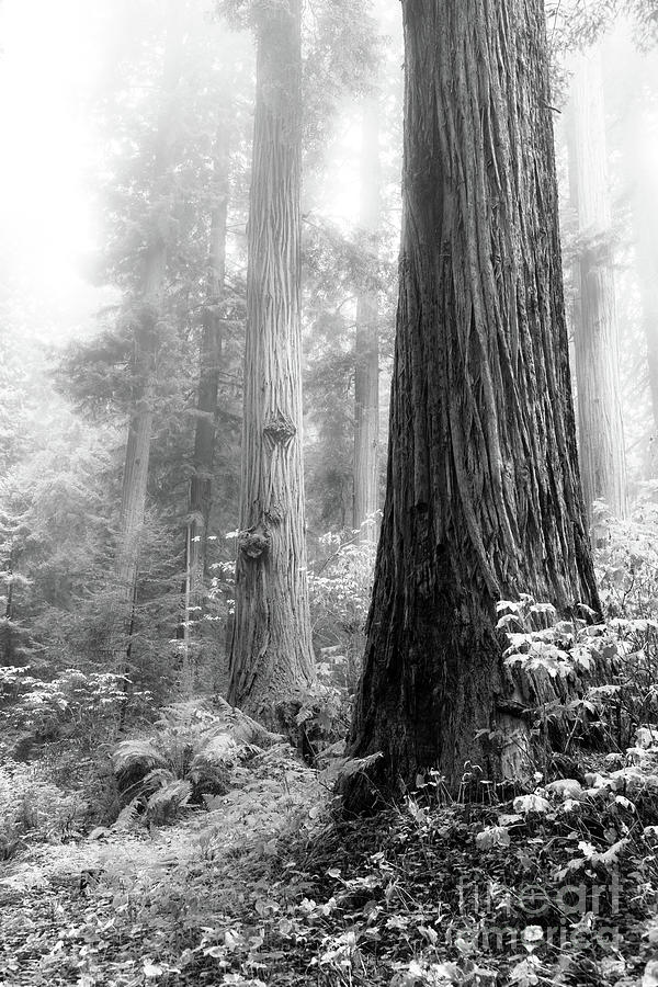 Redwoods With Fog Photograph by Mark Alder
