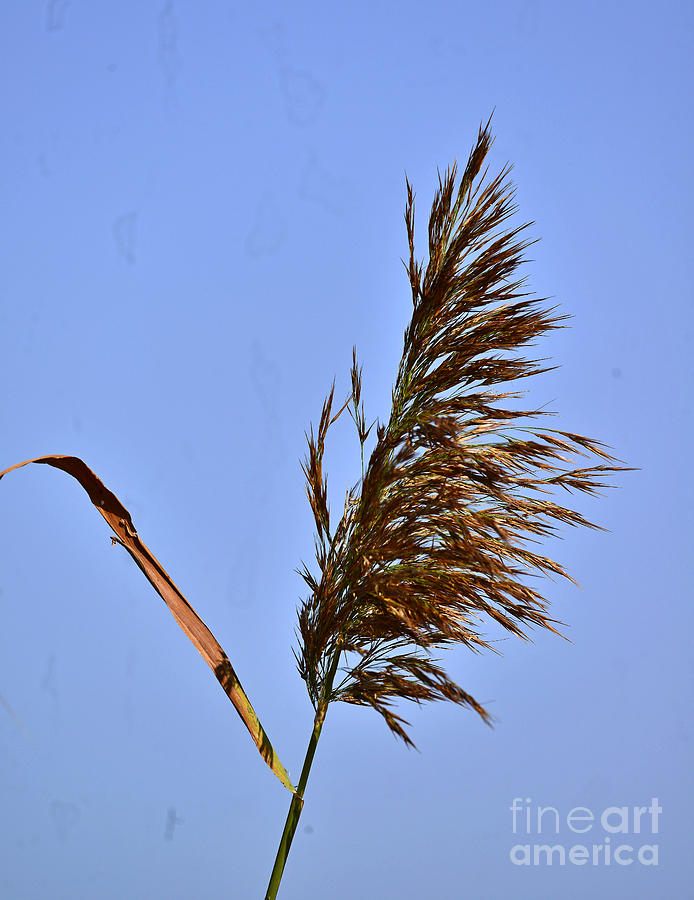 Reed 5 Photograph