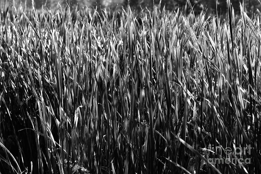 Reed 8 Photograph