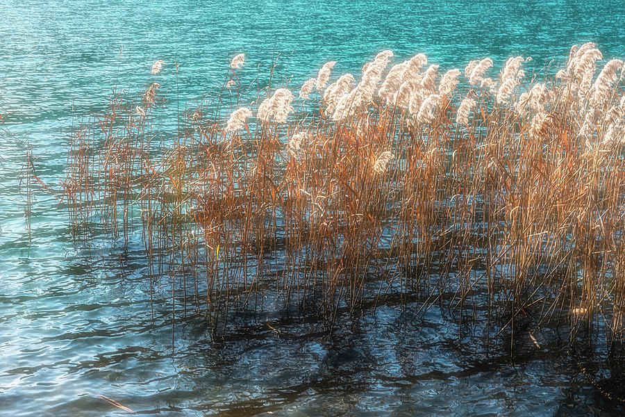 Reed at the lake 2 Photograph by Wolfgang Stocker