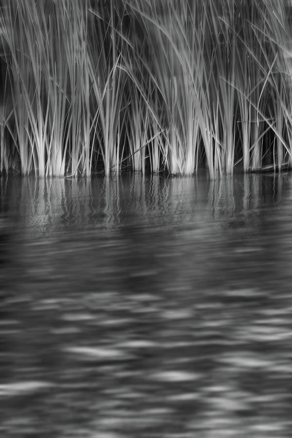 Reed Bed Photograph