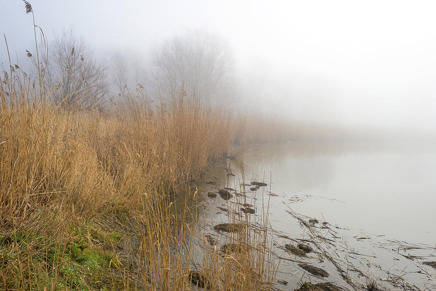 Reed bed along a lake in a foggy winter Photograph by Photonaj