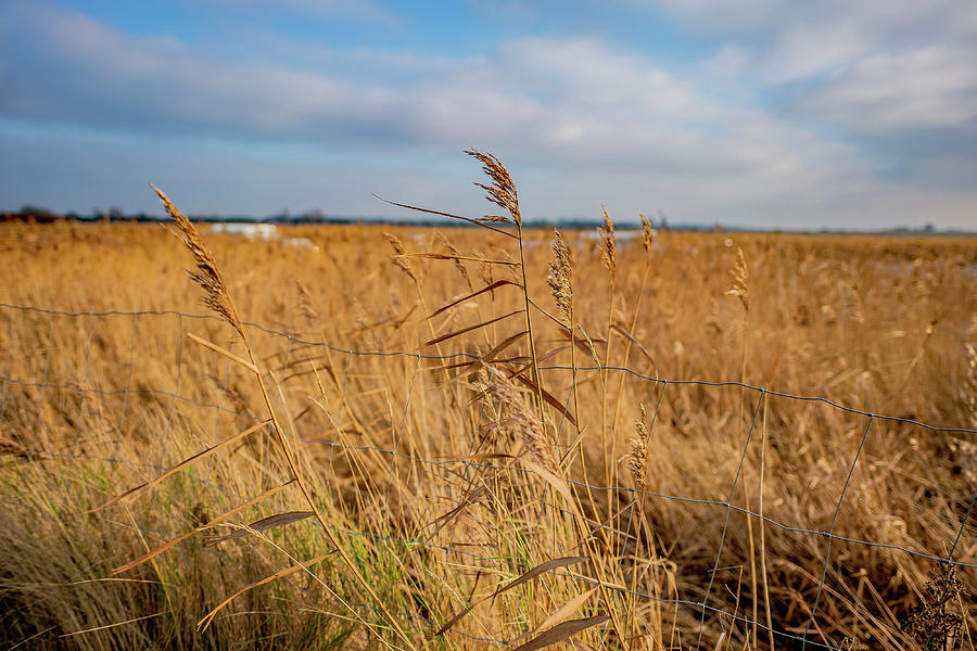Reed bed on the Norfolk Broads Photograph by Chris Yaxley
