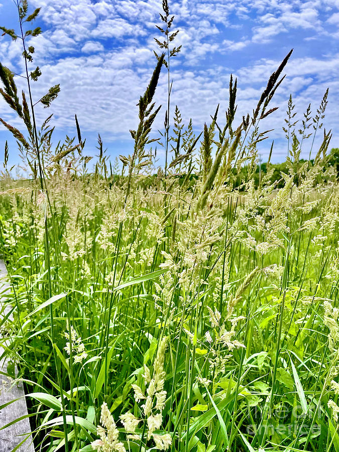 Reed Grass Photograph by Cornelia DeDona