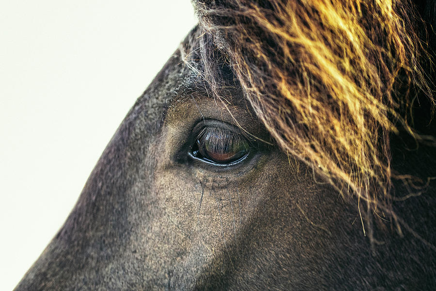 Reed - Horse Art Photograph by Lisa Saint