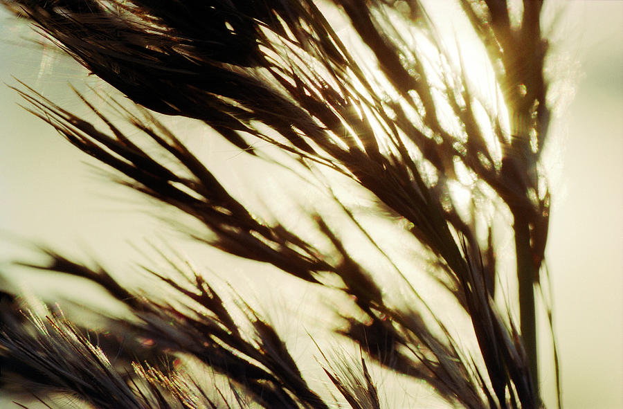 Reed In Warm Sunlight Photograph