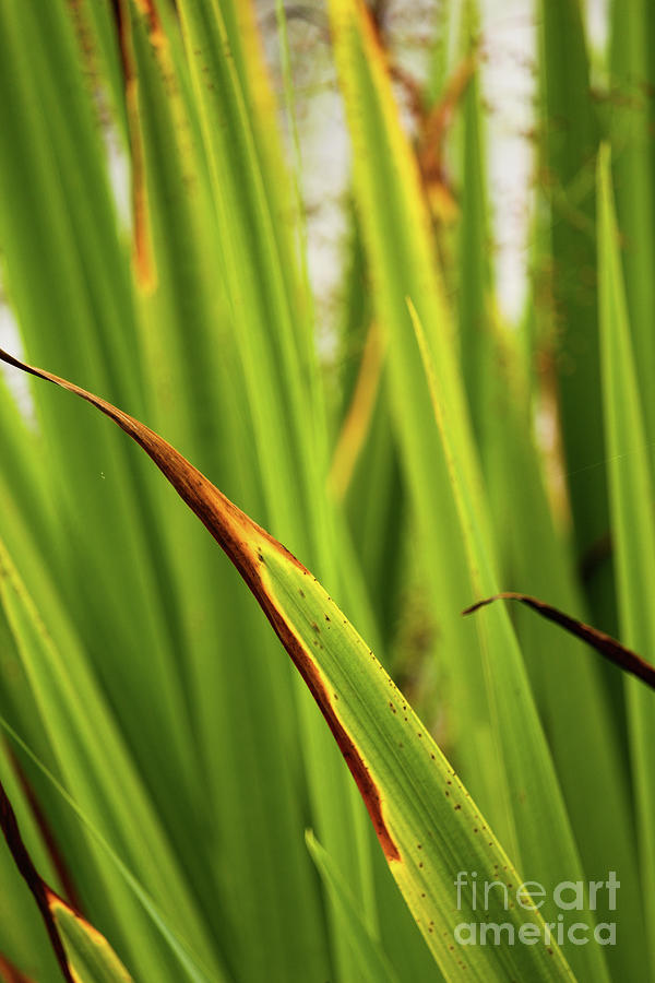 Closeup Photograph - Reed Leaves Oakfield Park by Eddie Barron