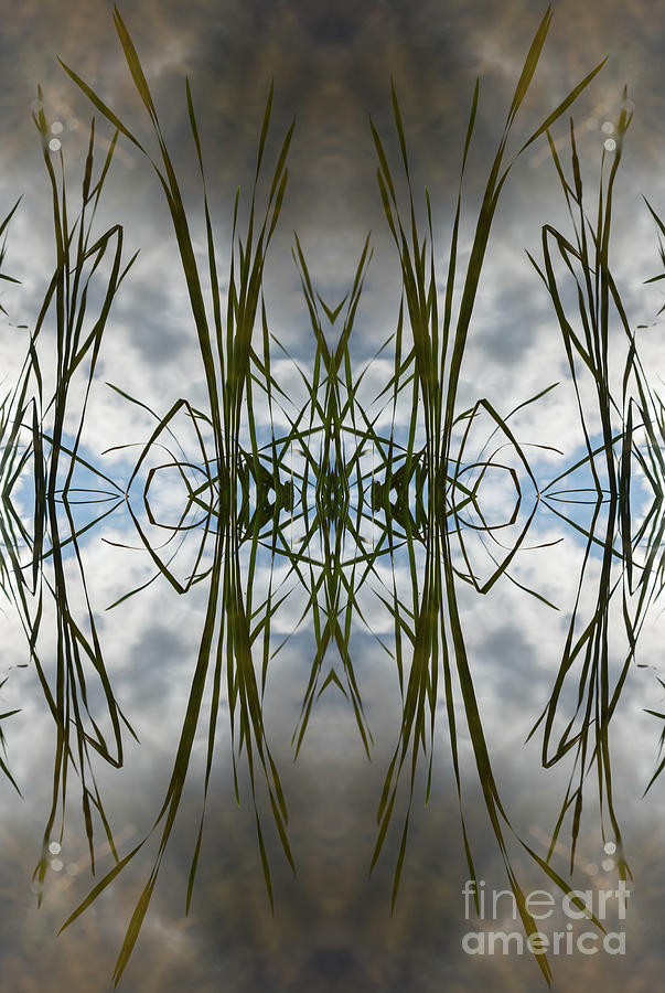 Reed leaves, water and symmetry 2 Digital Art by Adriana Mueller