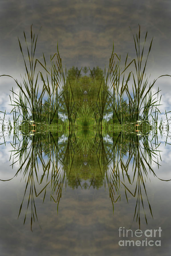 Reed leaves, water and symmetry 3 Digital Art by Adriana Mueller