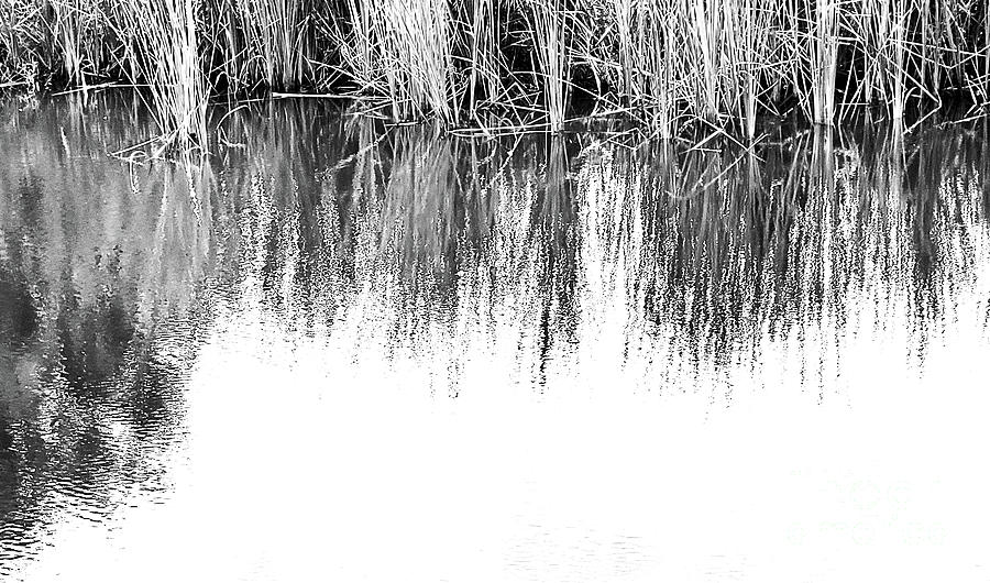 Reed Reflections Black and White Photograph by Sharon Williams Eng