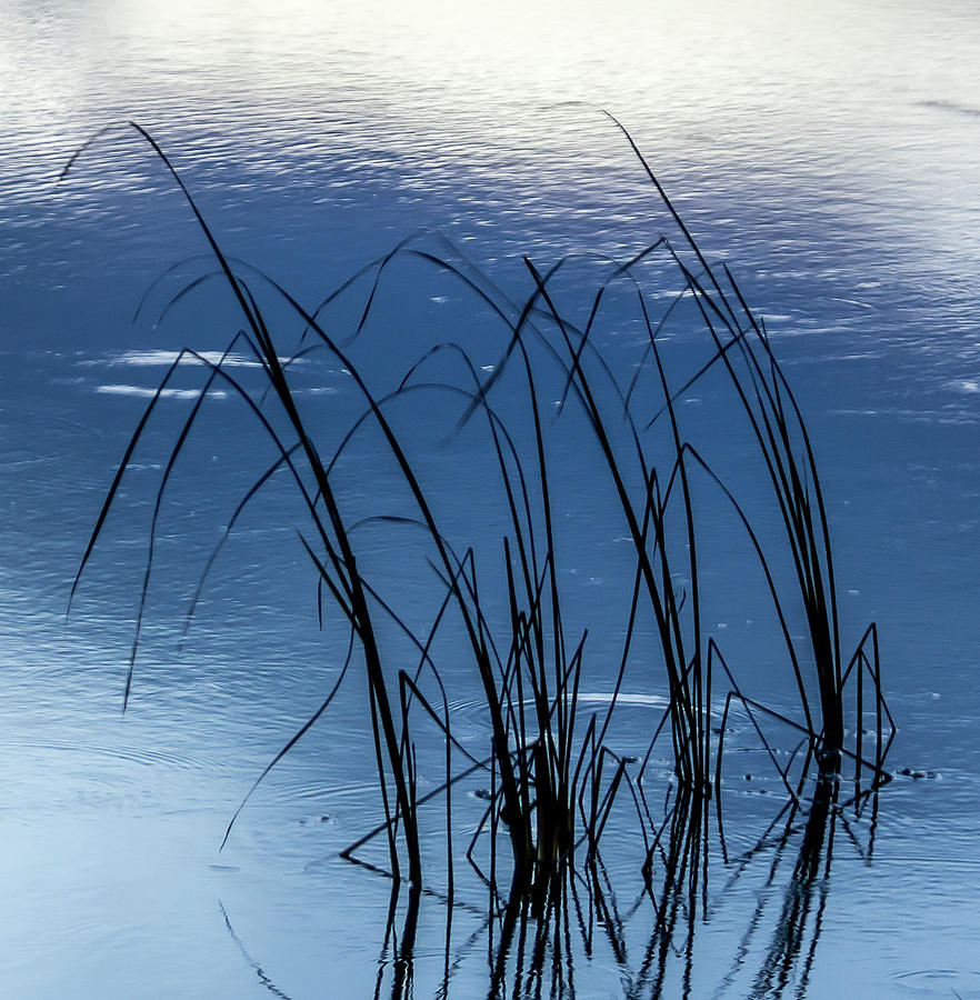 Reed Reflections Photograph