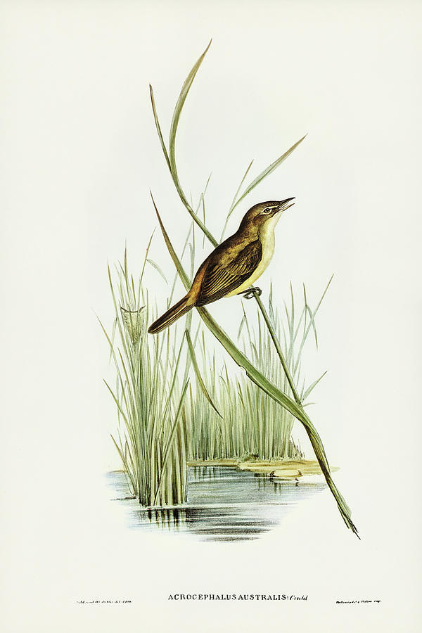 John Gould Drawing - Reed Warbler, Acrocephalus Australis by John Gould