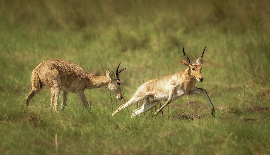 Reedbucks Botswana Africa Photograph by Joan Carroll - Fine Art America