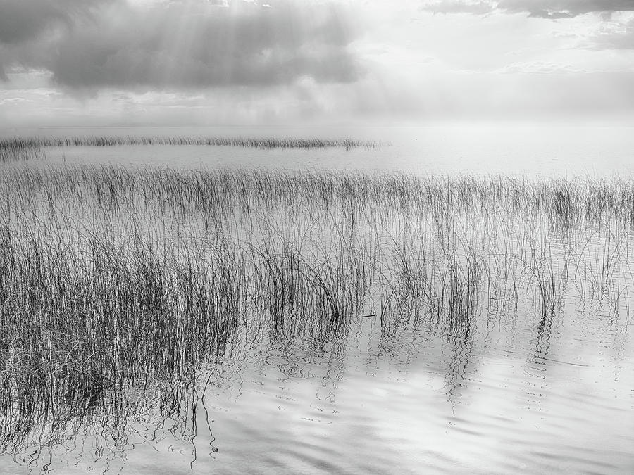 Reeds Along the Shore Photograph by Allan Van Gasbeck
