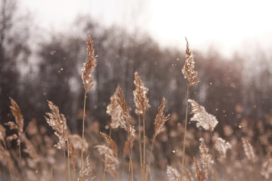 Reeds and falling snow Photograph by Sami Hurmerinta