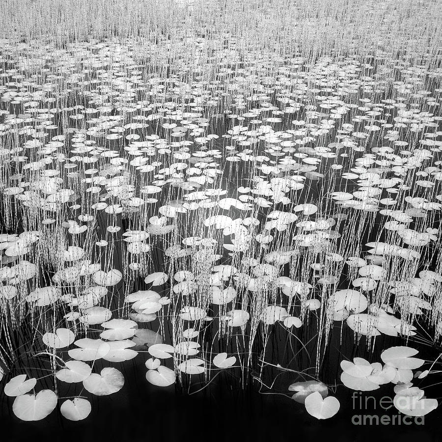 Reeds and Lily Pads Photograph by Janet Burdon