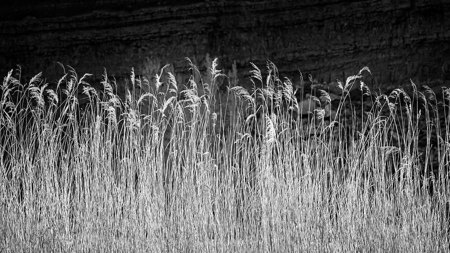 Reeds and Rocks Photograph by Joan Carroll