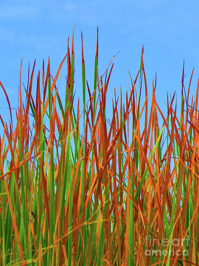 Reeds and Sky Mixed Media by Sharon Williams Eng
