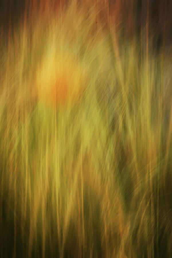 Reeds and Weeds Digital Art by Terry Davis