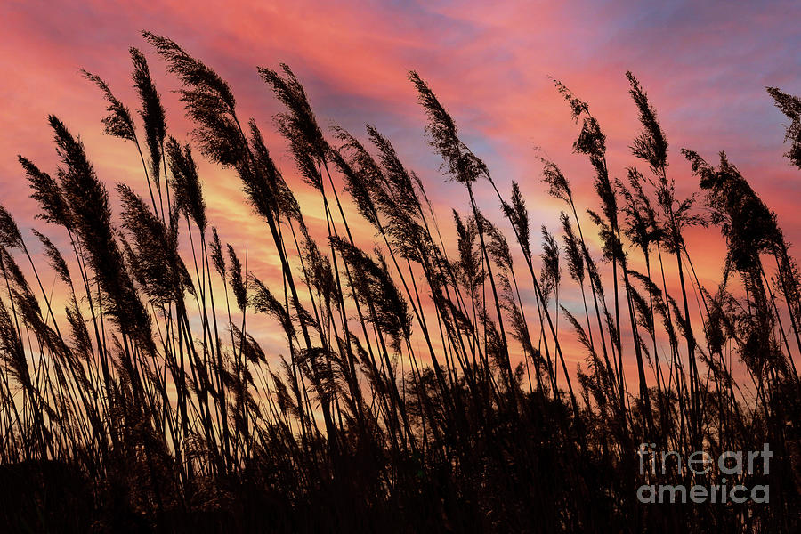 Reeds at sunset Photograph by Delphimages Photo Creations