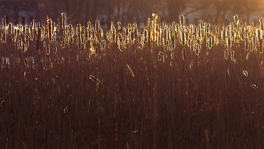 Reeds Backlight Long Photograph by Joseph Skompski