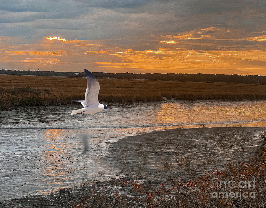 Reeds Bay and Gull at Sunset Photograph by Thomas Marchessault