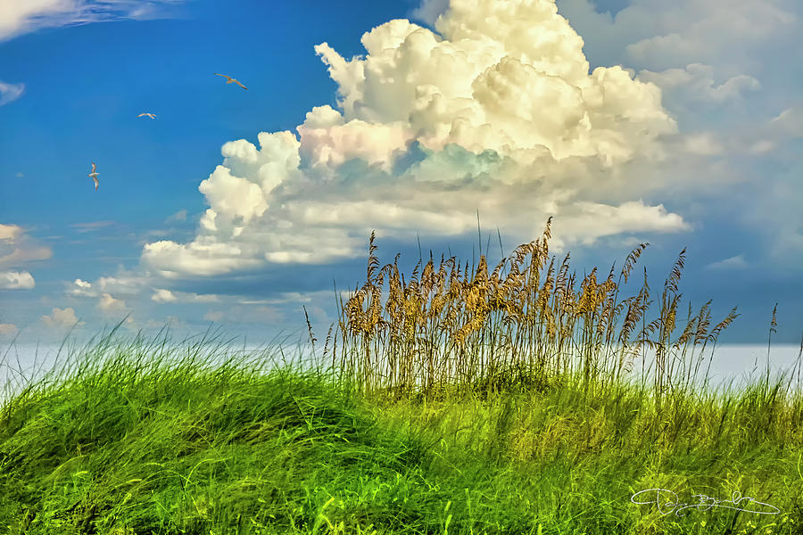 Reeds Beach And Puffy Clouds Photograph by Dan Barba