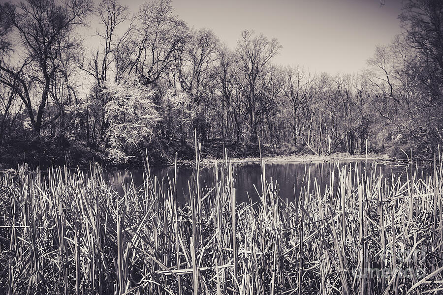 Tree Photograph - Reeds by a Pond by Colleen Kammerer