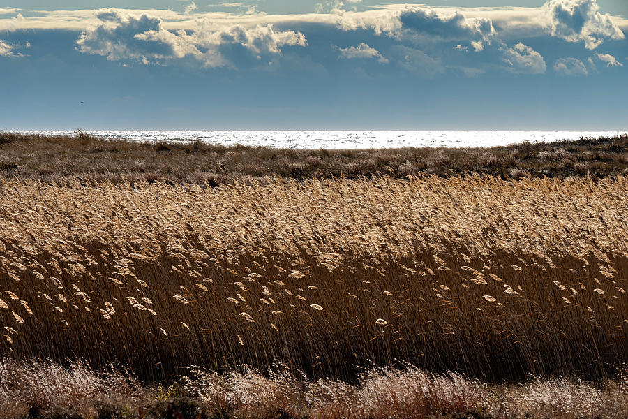 Reeds by the Beach Photograph by John Randazzo