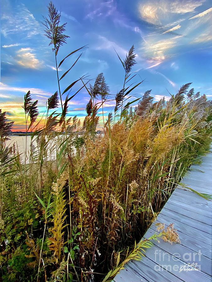 Reeds by the Sea Photograph by CAC Graphics