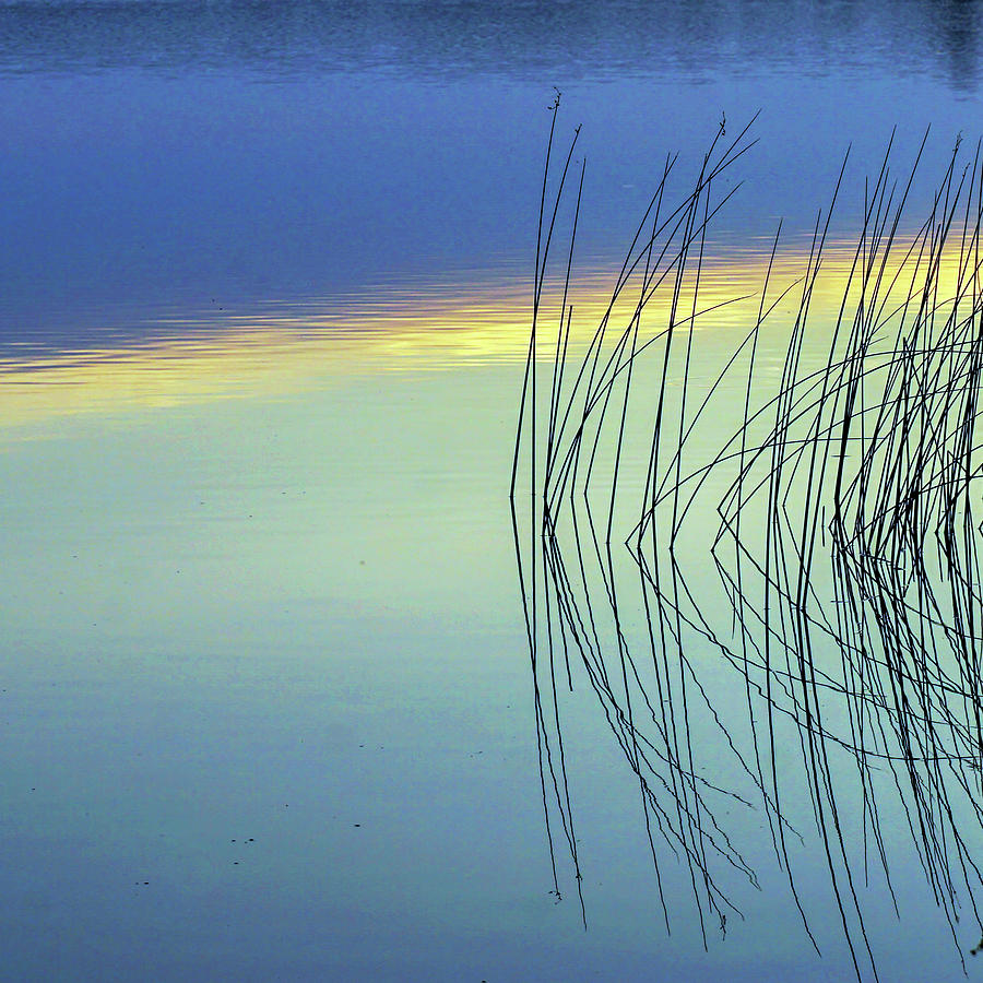 Reeds Photograph by David Ralph Johnson