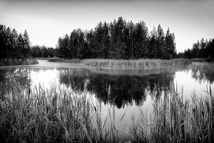 Reeds Edge Photograph by Steven Clark