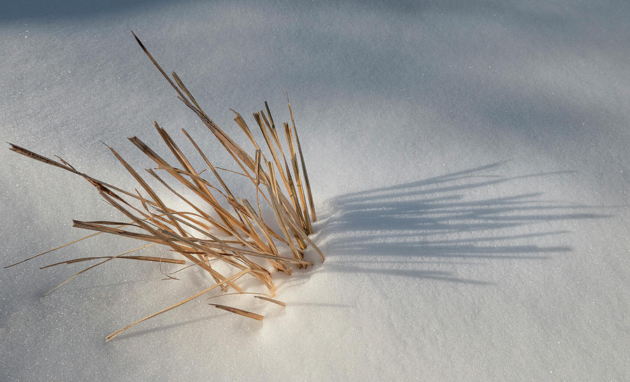 Winter Photograph - Reeds In Snow by Phil And Karen Rispin