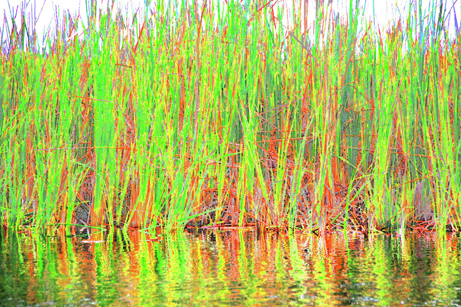 Abstract Photograph - Reeds In Water by Simone Hester