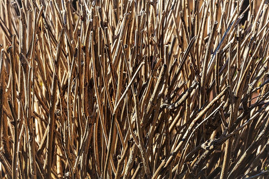 Reeds Photograph by John Linnemeyer