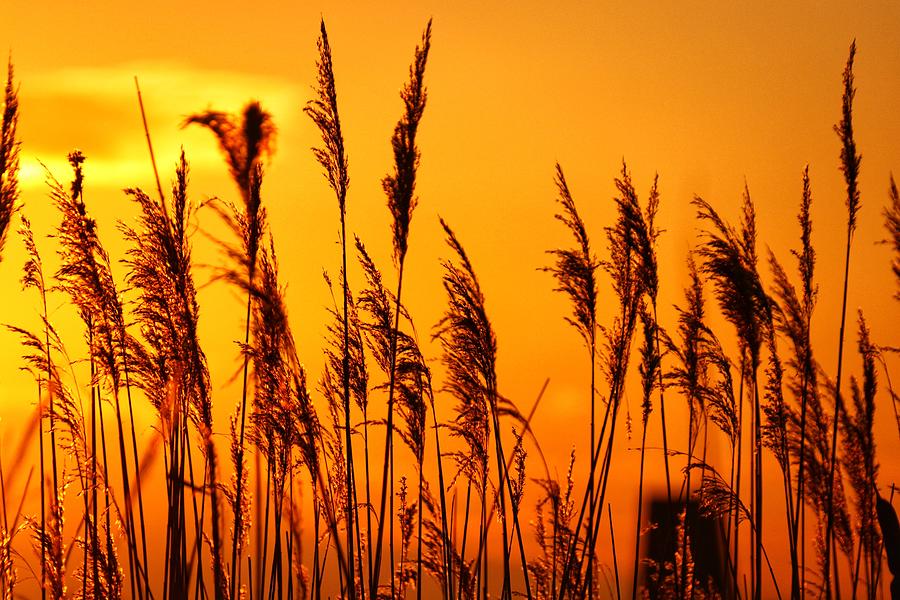 Reeds on a golden dawn Photograph by William Hulbert