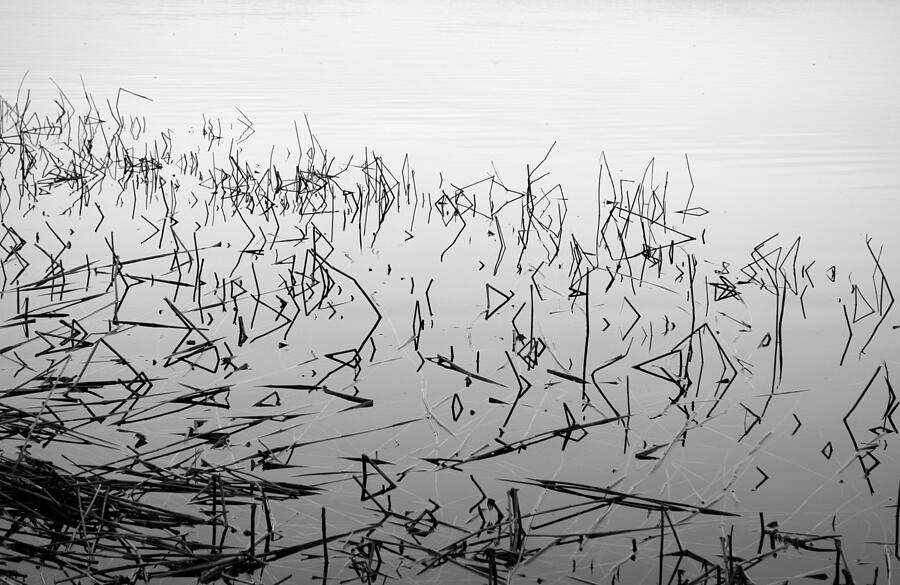 Reeds on a water Photograph by Dzerbena