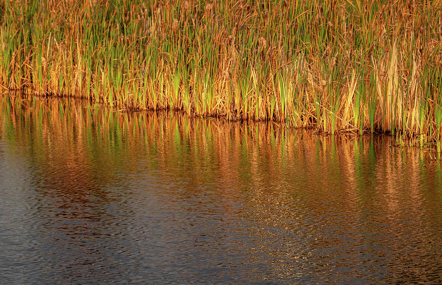 Fall Photograph - Reeds Reflected by Phil And Karen Rispin