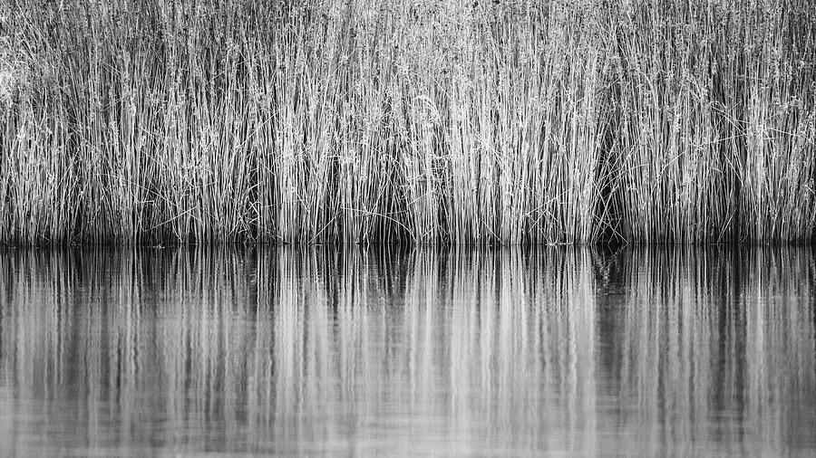 Reeds Reflection BW Photograph by Gary Geddes